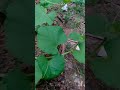 Growing Cantaloupe Melon🌱Plants .#satisfying #garden #shorts