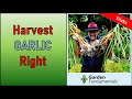 Harvest and Cure Garlic at the Right Time - better flavor and longer storage