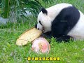 the story of xiangxiang a pioneer giant panda in wild cultivation