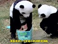 the story of xiangxiang a pioneer giant panda in wild cultivation