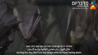 הכר את החיה: עטלף פירות