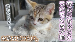 ちょこちょことついてくる子猫【お嬢の猫日記 / OJO- CAT DAILY】