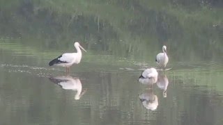 1050402基隆河南港段水域東方白鸛三人行2