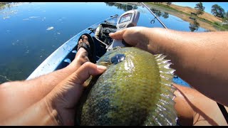 This was a HUGE Bluegill!!! | New PB