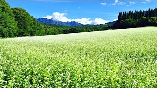 ソバの花が咲く戸隠展望苑・4K