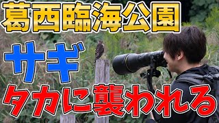 秋の葛西臨海公園で野鳥撮影したらｽｺﾞい瞬間に立ち会った