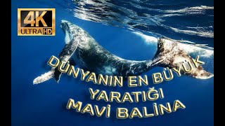 🌊 Mavi Balinaların Büyüleyici Dünyası 🌊- Belgesel - Hayvanlar - Doğa - Okyanus - Balina - Su Altı