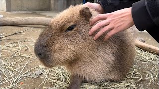 霞ケ浦どうぶつとみんなのいえのカピバラたち