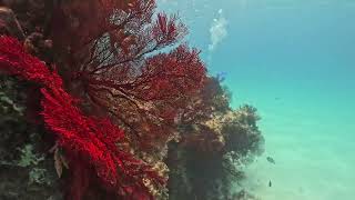 【八重山諸島】黒島ダイビング~Diving in KUROSHIMA ~  【4K映像】