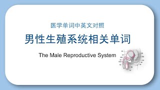 男性生殖系统相关单词 / the male productive system