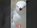 seagulls screaming loudly seagull sound shorts seagull birds birdsounds satisfyingvideo