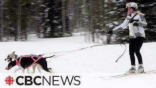 Skijoring is a treat for dog lovers and the sport is growing