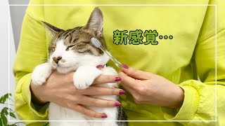 キジ白猫にマッサージを歯ブラシでしてみた時の反応がこちらです【4K猫動画】