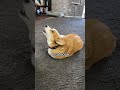 corgi is a potato