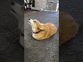 Corgi is a potato