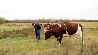 Fencing 101: Training Animals to Energized Fence