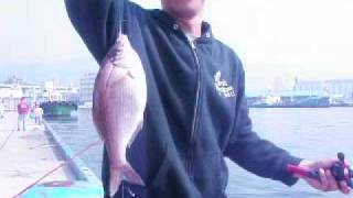 FISHINGMAX神戸ハーバー店　ウミタナゴ.wmv