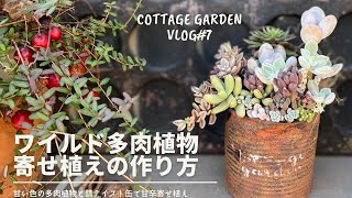 ワイルドな多肉植物の寄せ植えの作り方