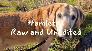 🎄😮 HOLIDAY DOG HIKE NATURE PRESERVE ⁉️....WHOA, I FOUND SOMETHING‼️ 📹 RAW AND UNEDITED ‼️ VIDEO 15