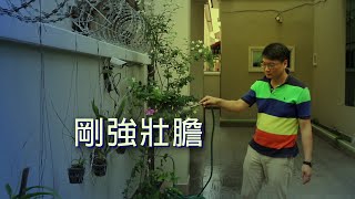 恩雨之声香港版　《刚强壮胆》庄英杰 - 普通话