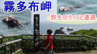 【道東旅行】浜中町 霧多布岬