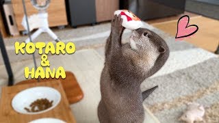 カワウソコタローとハナ　もちもちマシュマロ猫に大喜びする姿がカワイイ　Otter Kotaro\u0026Hana Love Soft Plush Cat Toy