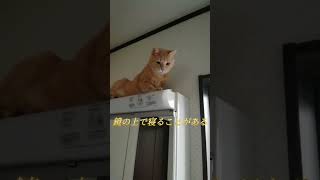 すごい！猫のジャンプ力！