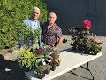 Choosing Water Wise Plants and Learn About the Summer Watering Restrictions in Metro Vancouver