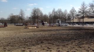 Georgia International Horse Park - Horse Show Ventures 3 1 14 Anya