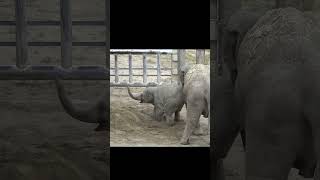 お砂場だ〜いすき🌺アジアゾウうららbaby elephant#shorts