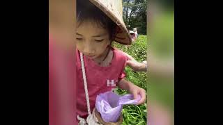 CC姐妹 Picking tea at a tea farm 文山農場採茶