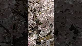 須磨寺での桜