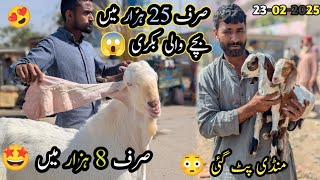 Lalukhait Bakra Mandi Latest Rates \u0026 Bargaining February 23 2025||Goat Kids ||Bakri||Vlog with osama