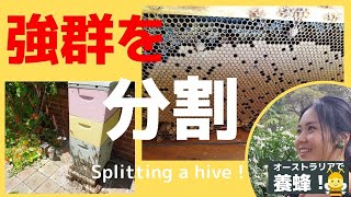 【養蜂】西洋ミツバチ・春に勢いをみせる群の分割作業