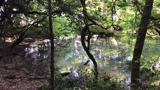 神秘 丸池様  山形県遊佐町