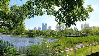 따스한 봄날 보라매공원 산책 Walking at Boramae park in Seoul, Korea