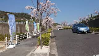 広島平和霊園からの景色　桜満開！