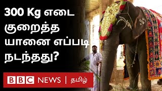 300KG Weight Loss - யானைக்கு Diet என்ன தெரியுமா? | Nellaiappar Kanthimathi Temple Elephant