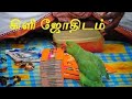 Kili josiyam parrot picks Tarot card in Tamil nadu