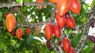 CACAU!! QUAIS AS ETAPAS DA COLHEITA ATÉ A COMERCIALIZAÇÃO DAS AMÊNDOAS.