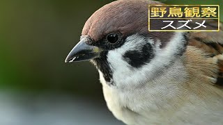 【スローモーションで野鳥観察】スズメ【特別な事は何も起こらない動画】