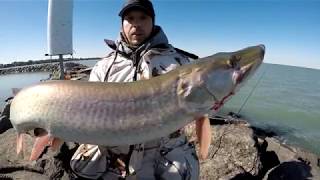 HUGE 50 INCH MUSKIE - INSANE MUSKIE ACTION w/ TIGER \u0026 PIKE