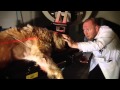 Veterinary MRI + Radiotherapy Center Full Ad