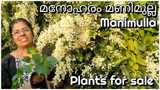 Manimulla plants for sale | മണിമുല്ല