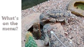 Regal Horned Lizard: What's on the Menu?