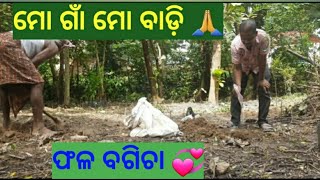 ଆମ ନିଜ ବାଡ଼ିରେ,ବିଭିନ୍ନ ପ୍ରକାରର ଫଳ ଚାରା ଲଗାଇବାର ପ୍ରୟାସ ଜାରି ରଖିଛି. ଏହାର ଛୋଟ ଭିଡ଼ିଓ ଟିଏ. 💞🙏💞ଗାଁ ର କଥା 😍