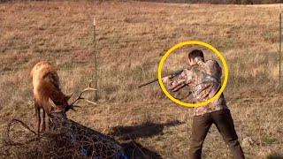 Мужчина направил пистолет на оленя, то, что произошло дальше, было удивительно