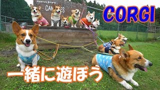 コーギーと一緒に遊ぼう Let's play with the corgis together