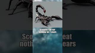 Interesting Fact About Scorpions