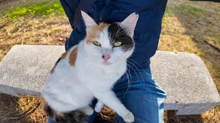 海辺の公園でベンチに座ると三毛猫ちゃん膝の上に乗ってきた